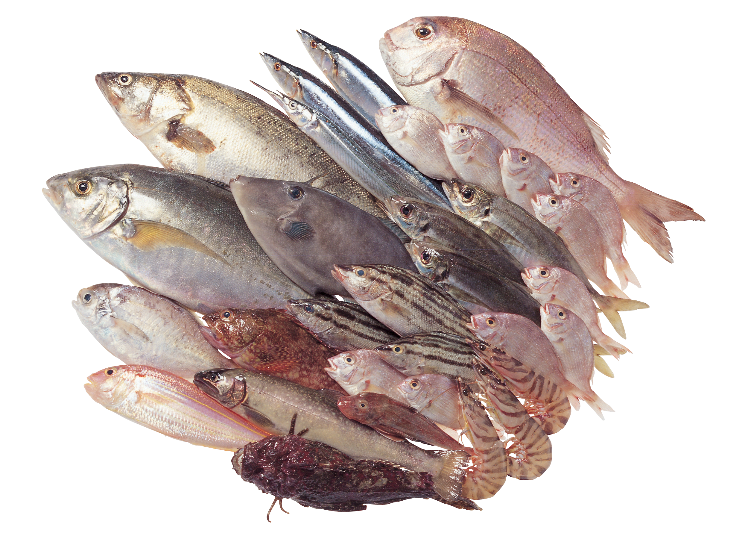 pngimg.com - fish_PNG25090